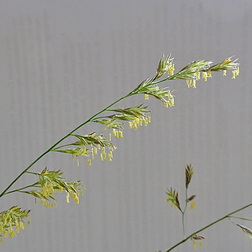 Wiesen-Schwingel / Festuca pratensis