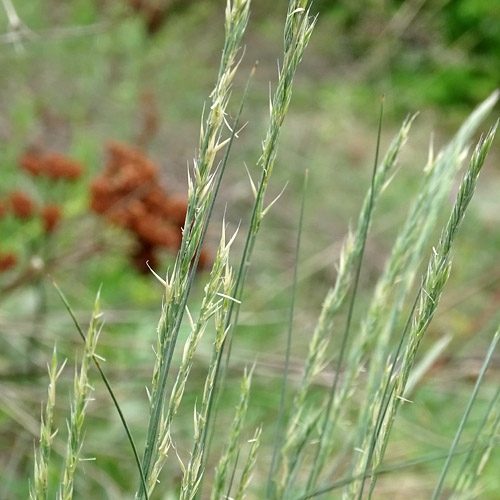 Walliser Schwingel / Festuca valesiaca aggr.