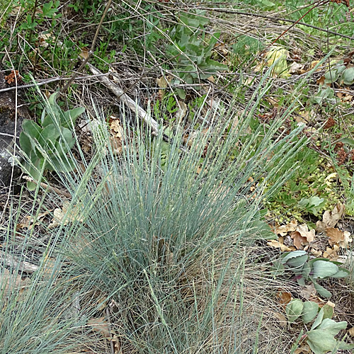 Walliser Schwingel / Festuca valesiaca aggr.