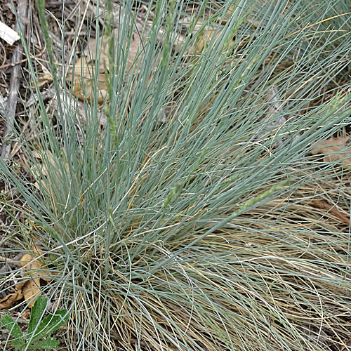 Walliser Schwingel / Festuca valesiaca aggr.