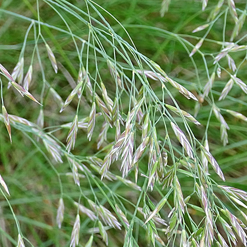 Bunt-Schwingel / Festuca varia aggr.