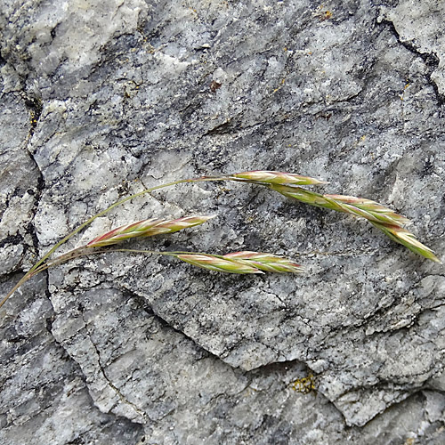 Bunt-Schwingel / Festuca varia aggr.