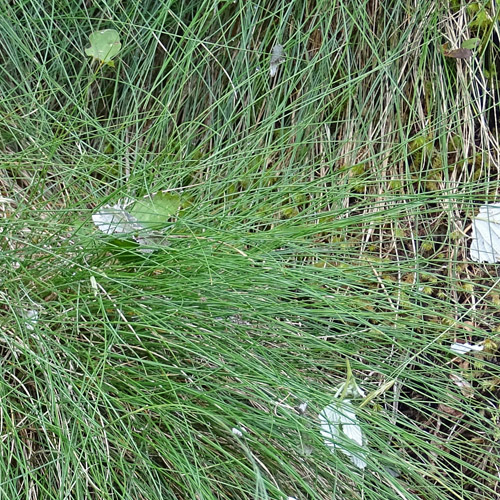 Bunt-Schwingel / Festuca varia aggr.