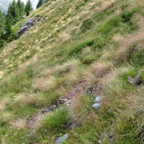 Bunt-Schwingel / Festuca varia aggr.