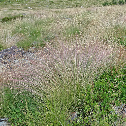 Bunt-Schwingel / Festuca varia aggr.