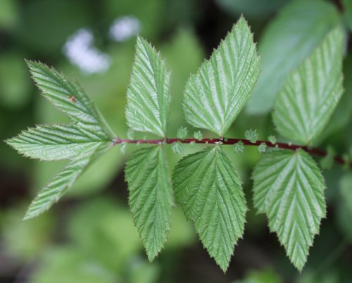 Moor-Geissbart / Filipendula ulmaria