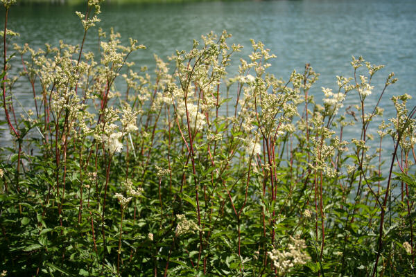 Moor-Geissbart / Filipendula ulmaria