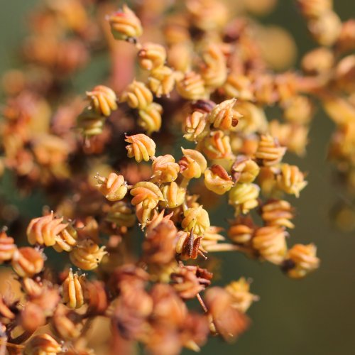 Moor-Geissbart / Filipendula ulmaria