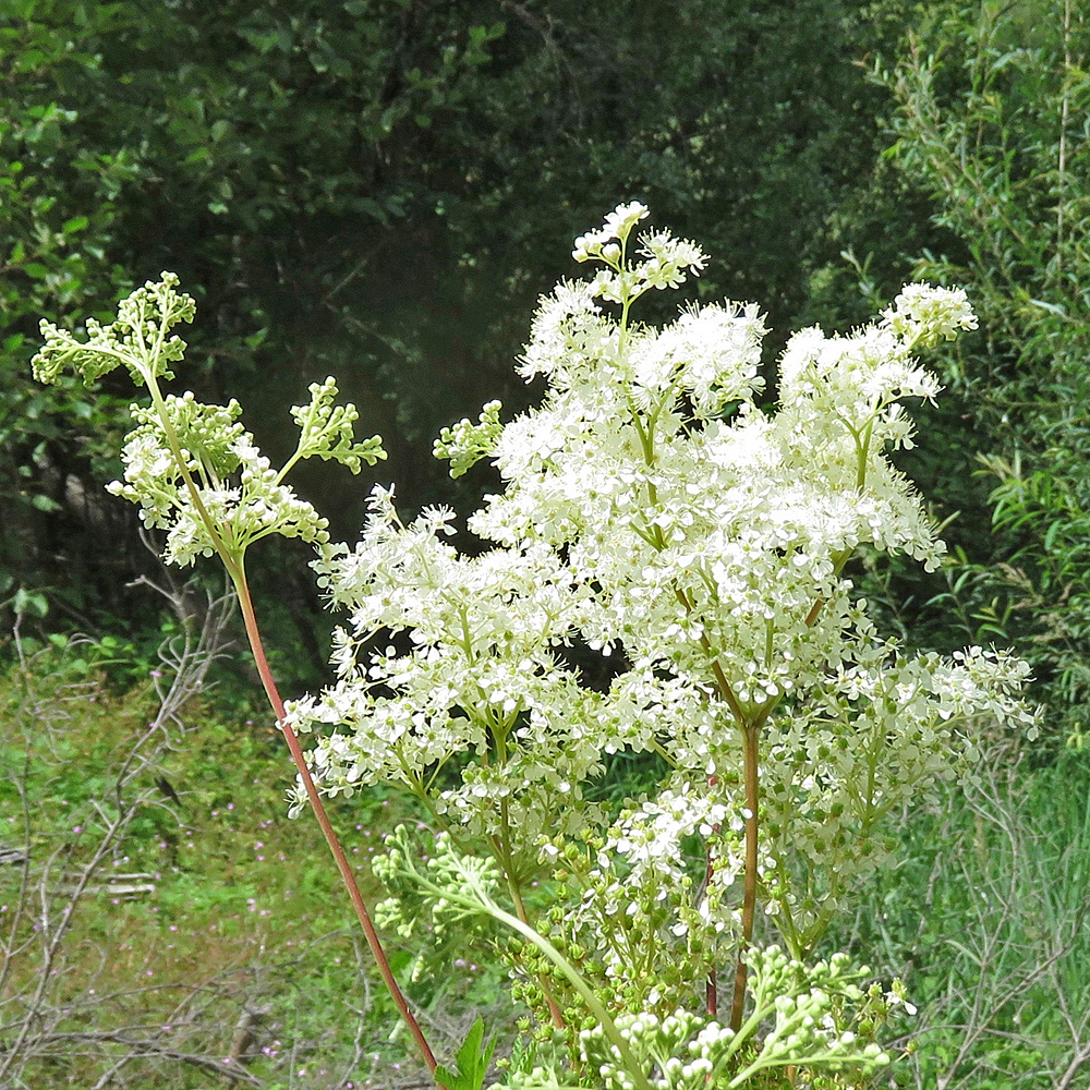 Moor-Geissbart / Filipendula ulmaria