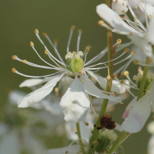 Knolliger Geissbart / Filipendula vulgaris