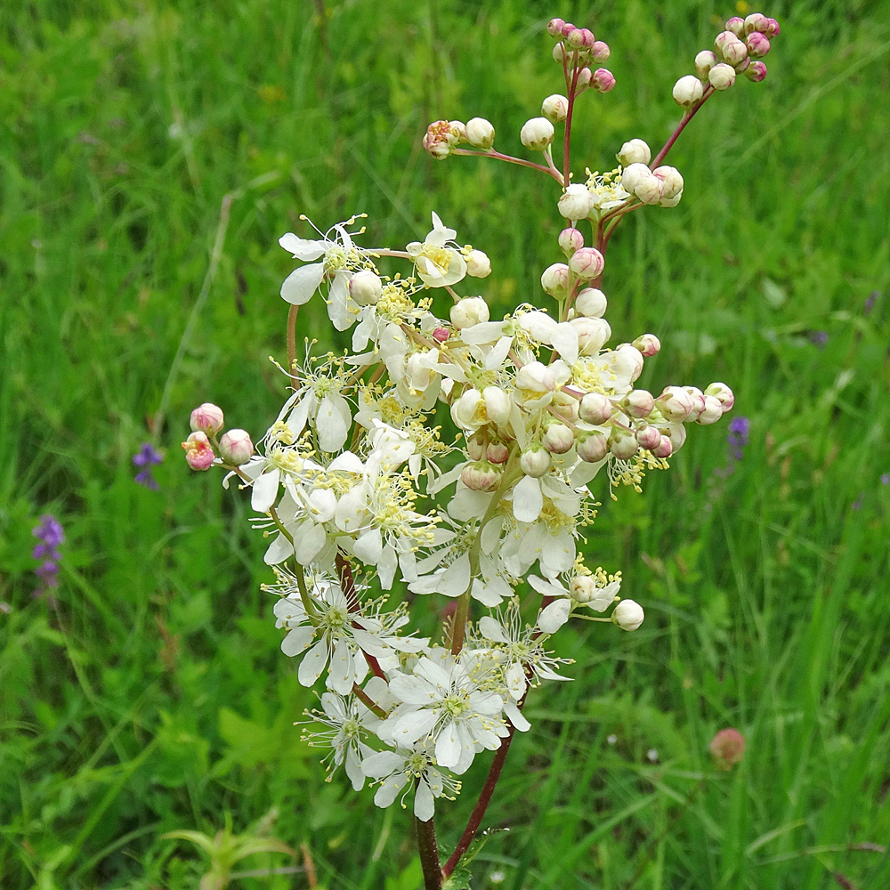Knolliger Geissbart / Filipendula vulgaris