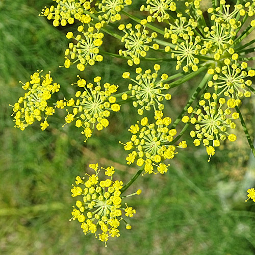 Fenchel / Foeniculum vulgare