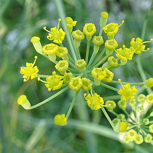 Fenchel / Foeniculum vulgare