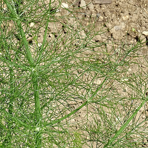 Fenchel / Foeniculum vulgare