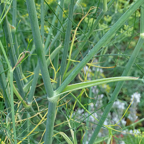 Fenchel / Foeniculum vulgare