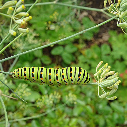 Fenchel / Foeniculum vulgare