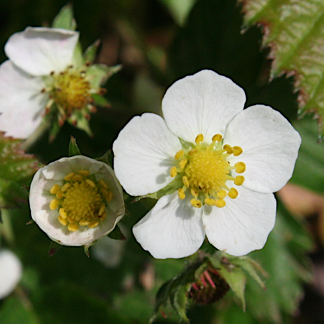 Wald-Erdbeere / Fragaria vesca