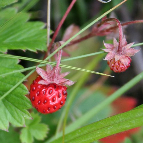 Wald-Erdbeere / Fragaria vesca