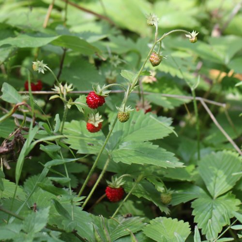 Wald-Erdbeere / Fragaria vesca