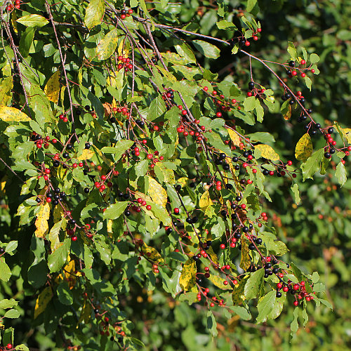 Faulbaum / Frangula alnus