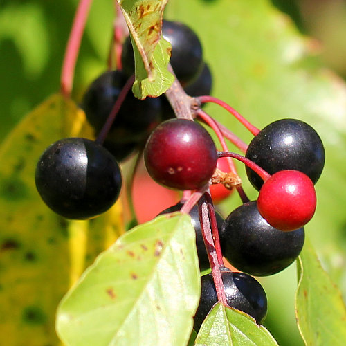 Faulbaum / Frangula alnus