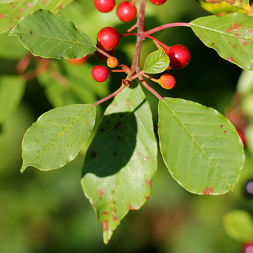 Faulbaum / Frangula alnus