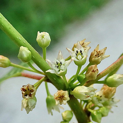 Faulbaum / Frangula alnus