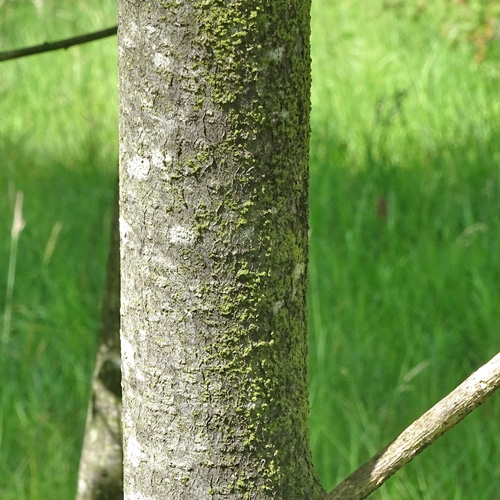 Faulbaum / Frangula alnus