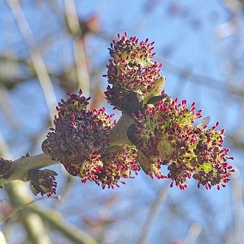 Gemeine Esche / Fraxinus excelsior