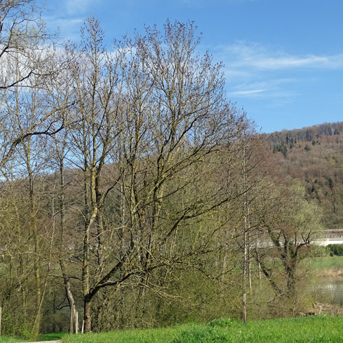 Gemeine Esche / Fraxinus excelsior