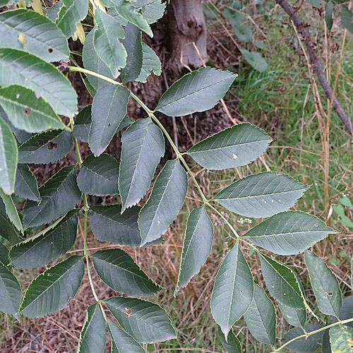 Gemeine Esche / Fraxinus excelsior