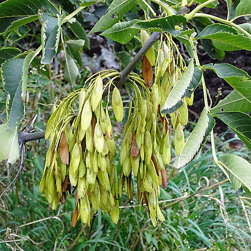 Gemeine Esche / Fraxinus excelsior