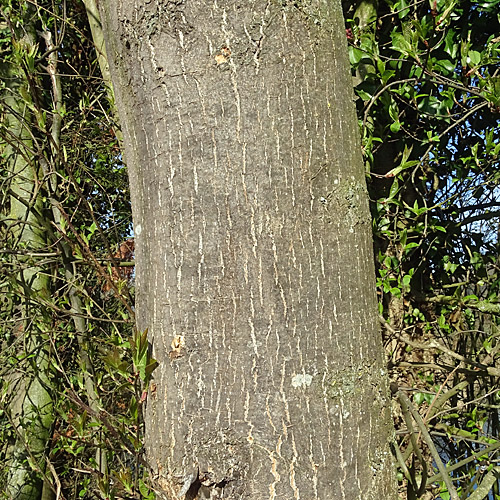 Gemeine Esche / Fraxinus excelsior