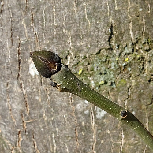 Gemeine Esche / Fraxinus excelsior