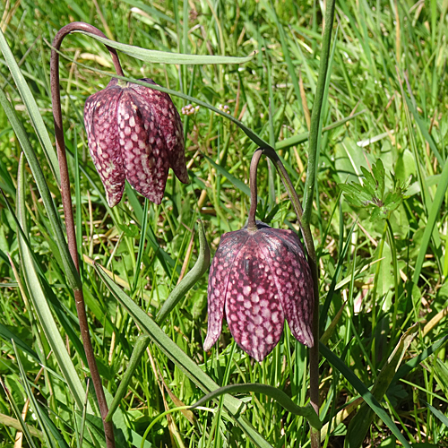 Perlhuhn-Schachblume / Fritillaria meleagris
