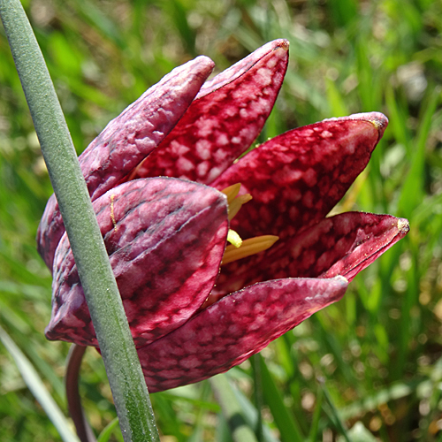 Perlhuhn-Schachblume / Fritillaria meleagris