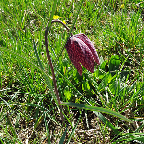 Perlhuhn-Schachblume / Fritillaria meleagris