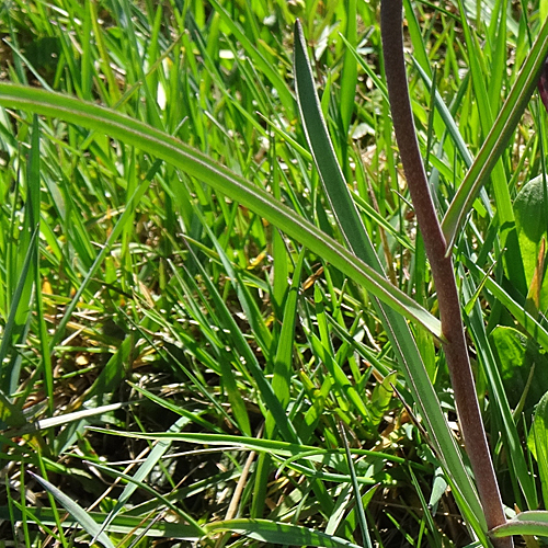 Perlhuhn-Schachblume / Fritillaria meleagris