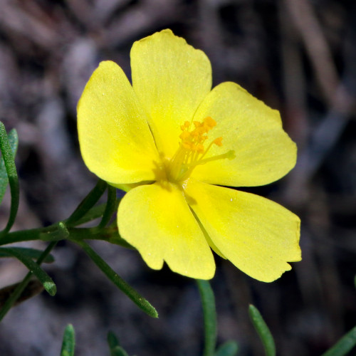 Niederliegendes Heideröschen / Fumana procumbens