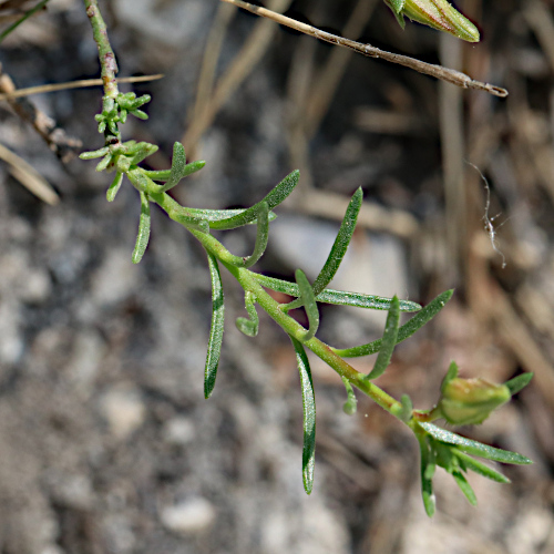 Niederliegendes Heideröschen / Fumana procumbens