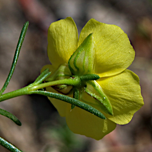 Niederliegendes Heideröschen / Fumana procumbens