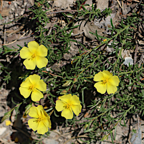 Niederliegendes Heideröschen / Fumana procumbens