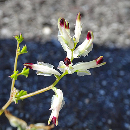 Klimmender Erdrauch / Fumaria capreolata