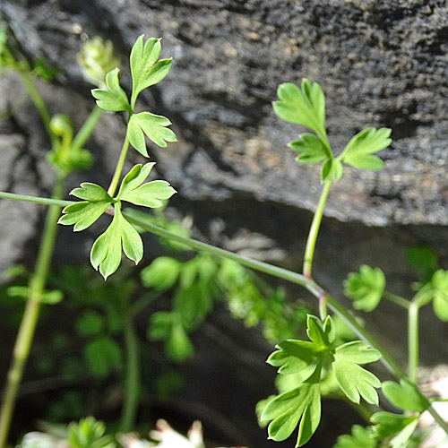 Klimmender Erdrauch / Fumaria capreolata