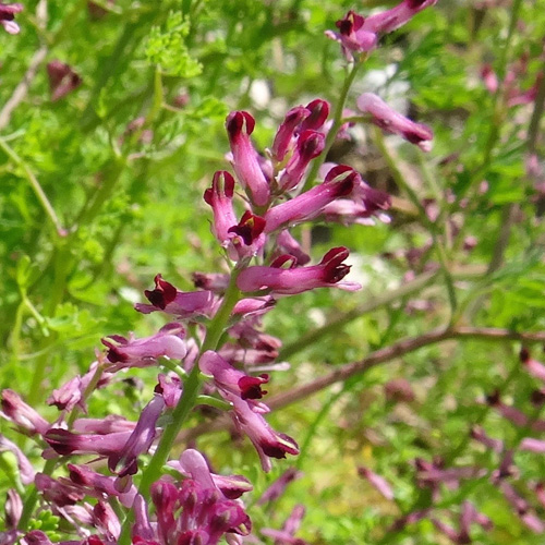 Gewöhnlicher Erdrauch / Fumaria officinalis