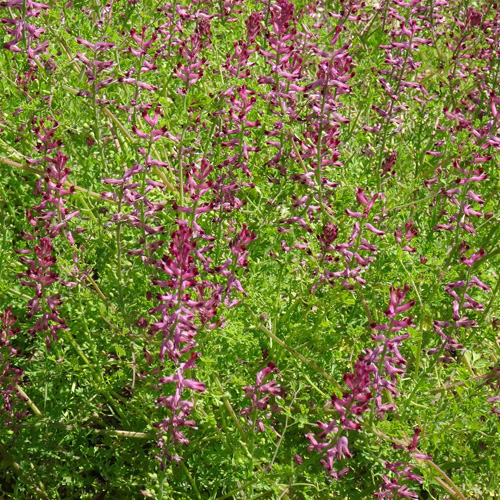 Gewöhnlicher Erdrauch / Fumaria officinalis