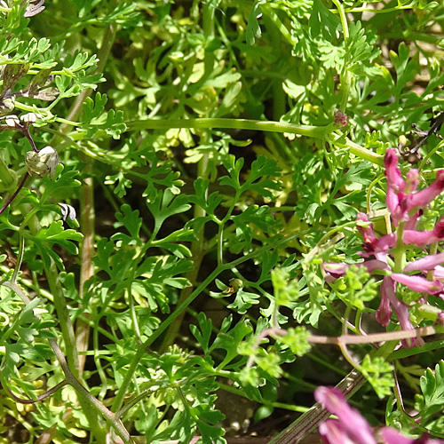 Gewöhnlicher Erdrauch / Fumaria officinalis