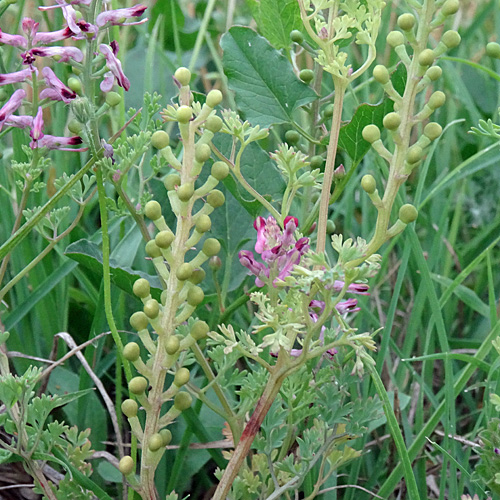 Gewöhnlicher Erdrauch / Fumaria officinalis