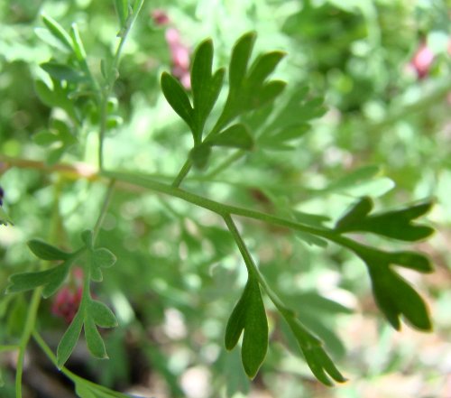 Wirtgens Erdrauch / Fumaria officinalis ssp. wirtgenii