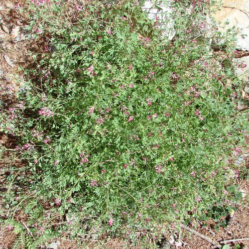 Wirtgens Erdrauch / Fumaria officinalis ssp. wirtgenii